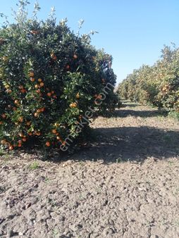 Bereketli Köyünde Satılık Portakallık
