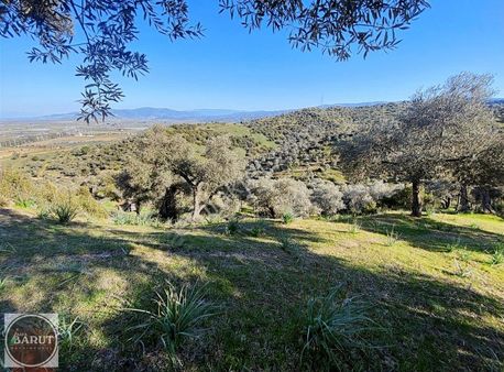 Koçarlı Çakmarda Köye Yakın Fırsat Zeytinlik