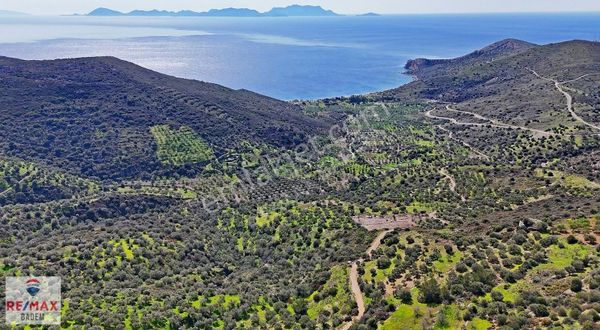 Datça Yazı Mah. 2232 M2 Satılık Zeytinlik Tarla