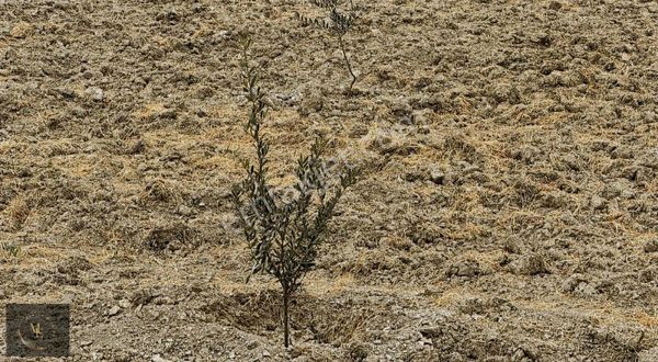 Doğa İçinde Zeytinlik