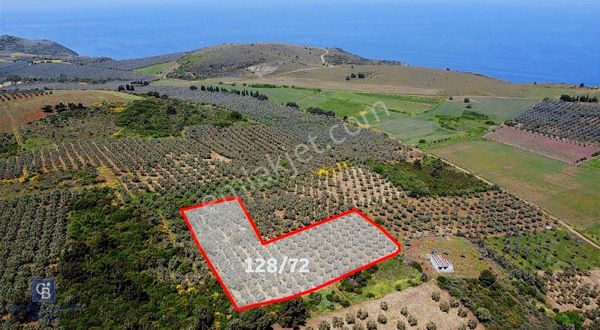 Cb Everest'ten Mudanya Halilbey'de Satılık Bakımlı Zeytinlik