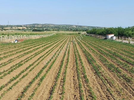 Bursakaracabey Sahil Ana Asfaltacephe Satılık 6250m2 Lokasyonlu Tarla
