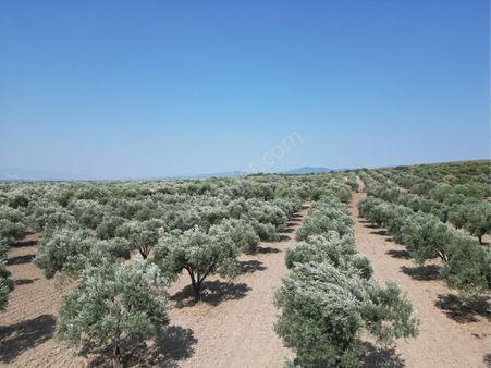 Beyaz Gayrımenkulden Saruhanlı Kepenekli Mh 2,750 M2 Süper Zeytinlik