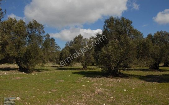 Balıkesir Ayvalık Ta Satılık 51,500 Metre Kare Zeytinlik.