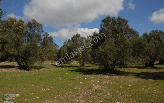 Balıkesir Ayvalık Ta Satılık 51,500 Metre Kare Zeytinlik