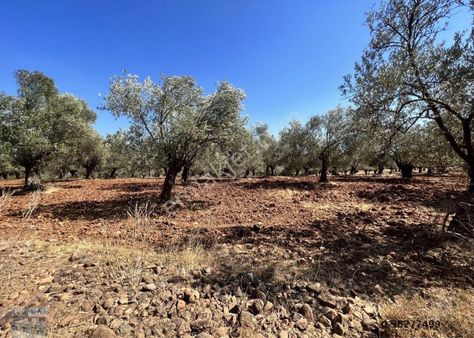 Ayvalık Cunda Da Satılık 2,974 Metre Kare Zeytinlik