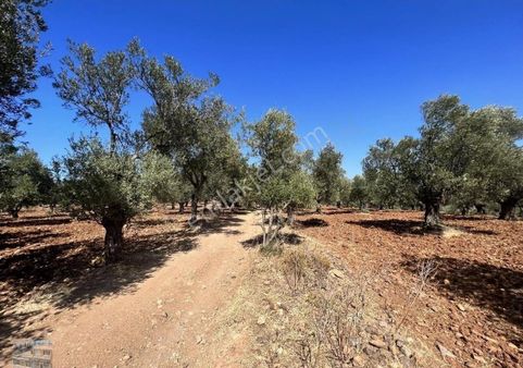 Balıkesir Ayvalık Ta Satılık 23 Dönüm Zeytinlik.