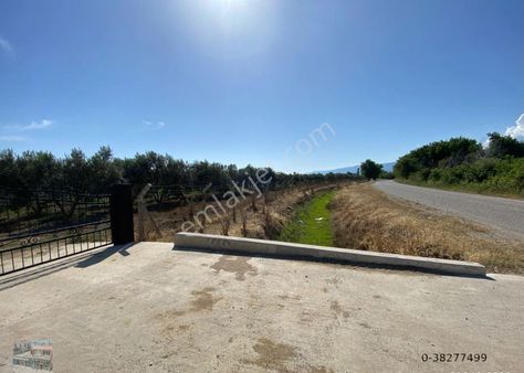 Balıkesir Burhaniye Şahinlerde Satılık 98 Donum Zeytinlik