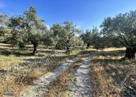 Balıkesir Havran Da Satılık 191 Donum Zeytinlik