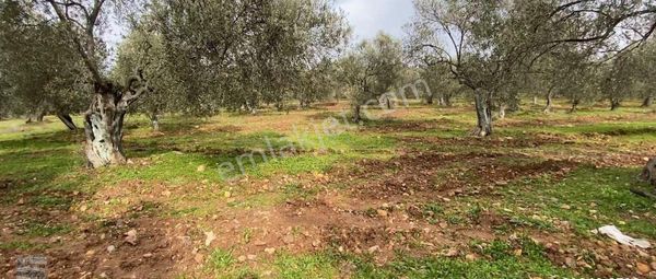 Balıkesir Ayvalık Ta Satılık 174 Donum Zeytinlik
