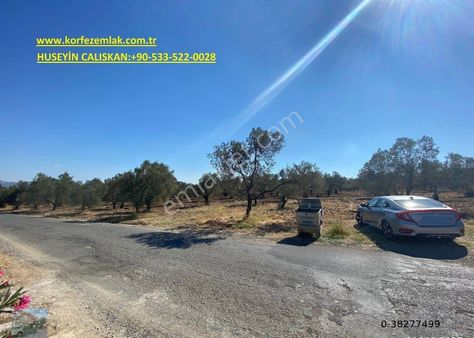 Balıkesir Gomec Karaagac Ta Satılık 20,000 Metre Kare Zeytinlik.