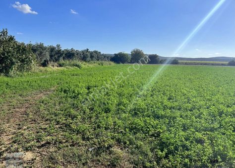 Balıkesir Gömec Te Satılık 15 Dönüm Tarla.