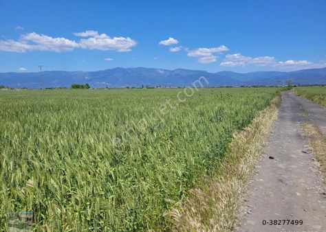 Balıkesir Burhaniye De Satılık 34,392 Metre Kare Muhtelif Arsa