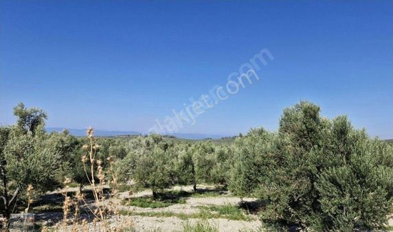 Balıkesir Ayvalık Ta Satılık 120 Dönüm Zeytinlik