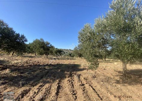 Balıkesir Burhaniye De Satılık 85,799 Metre Kare Arazi