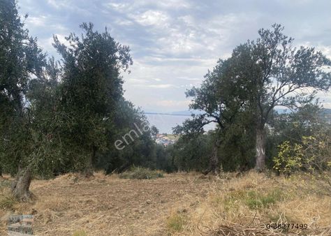 Balıkesir Burhaniye De Satılık 865 Metre Kare Villa İmarlı Arsa.deniz Manzaralı