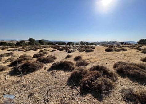 Balıkesir Ayvalık Ta Satılık 18,000 Metre Kare İmarlı Arsa.