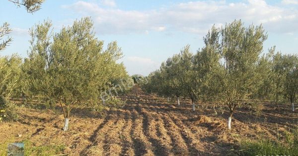 İzmir Dikili De Satılık 41 Donum Cıftlik.