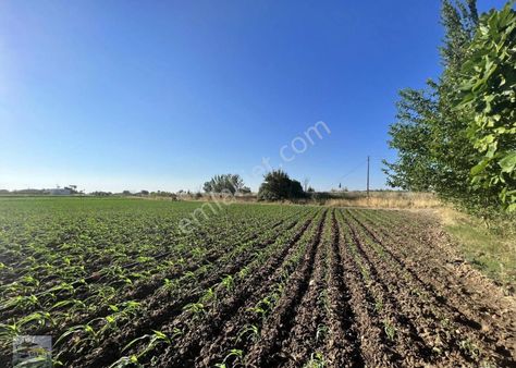 Balıkesir Ayvalık Altınova Da Satılık 45 Donum Tarla.