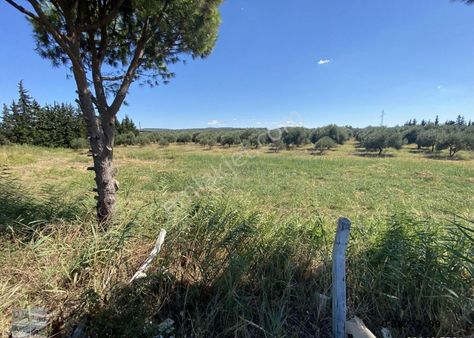 Balıkesir Ayvalık Ta Satılık 10 Donum Tarla