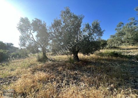 Balıkesir Ayvalık Mutlu Da Satılık 90,500 Metre Kare Zeytinlik