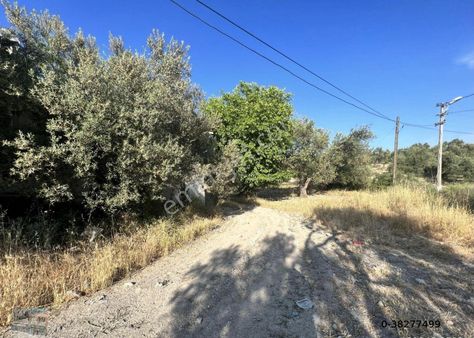 Balıkesir Ayvalık Mutlu Da Satılık 58 Dönum Zeytinlik.yola Cepheli