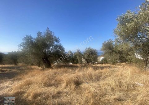 Balıkesir Gömeç Te Satılık 4,000 Metre Kare Villa İmarlı Arsa.