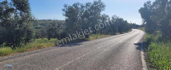 Balıkesir Gömec Karaagac Ta Satılık 21,216 Metre Kare Zeytinlik.