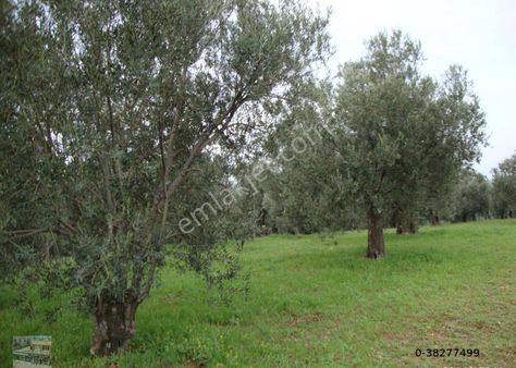 Balıkesir Ayvalık Mutluköy De Satılık 105 Donum Zeytinlik
