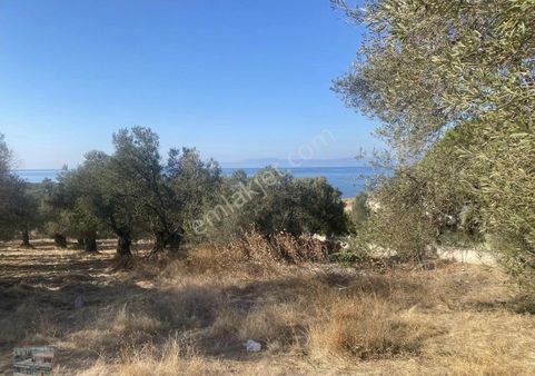 Balıkesir Gömeç Te Satılık 3,716 Metre Kare Villa İmarlı Arsa