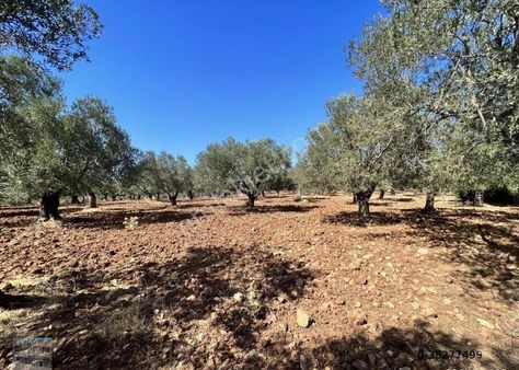 Balıkesir Ayvalık Sakarya Da Satılık 34 Donum Zeytinlik