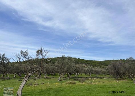 Balıkesir Ayvalık Camlık Ta Satılık 13,869 Metre Kare Arsa
