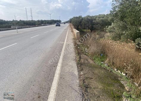 Balıkesir Ayvalık Ta Satılık 7311 Metre Kare Zeytinlik