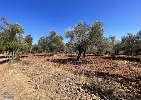Ayvalık Cunda Adasın Da Satılık 8522 Metre Kare Zeytinlik