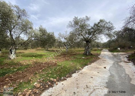Balıkesir Ayvalık Sakarya Da Satılık 72 Donum Zeytinlik.