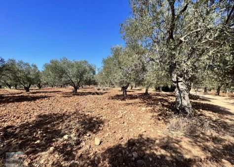 Balıkesir Ayvalık Cunda Adasın Da Satılık 5810 Metre Kare Zeytinlik