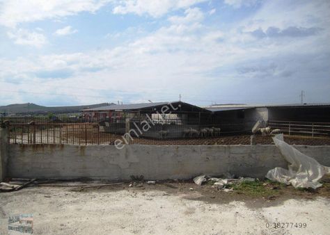 Balıkesir Ayvalık Ta Satılık Ciftlik.