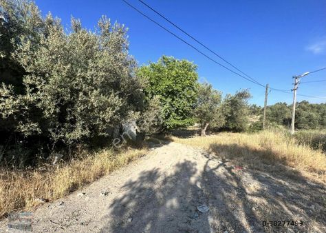 Balıkesir Ayvalık Mutlu Da Satılık 301 Donum Zeytinlik