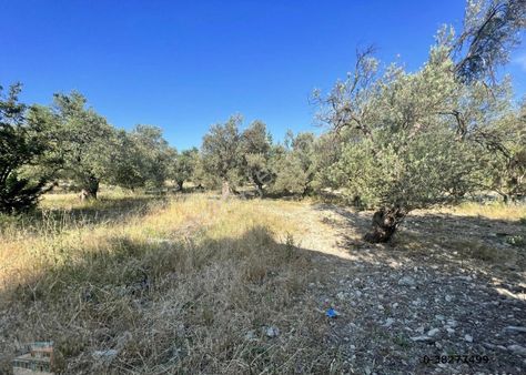 Balıkesir Ayvalık Mutlu Da Satılık 117 Donum Zeytinlik.köye Yakın