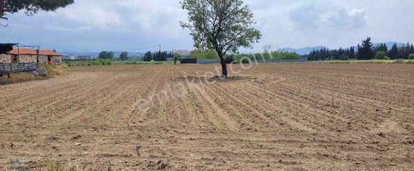 Balıkesir Burhaniye De Satılık 26 Donum Tarla.