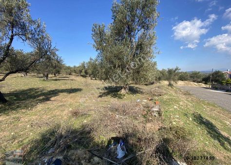 Balıkesir Ayvalık Sarımsaklı Da Satılık 4,600 Metre Kare Arsa