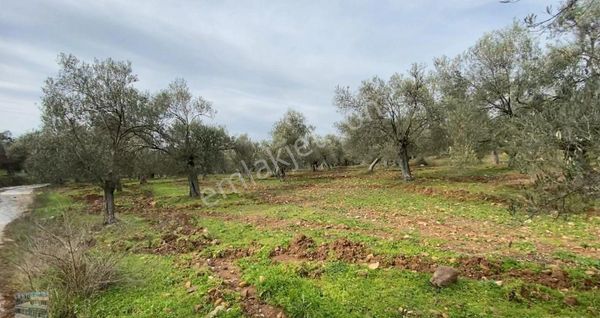 Balıkesir Ayvalık Ta Satılık 122,5 Donum Zeytinlik.