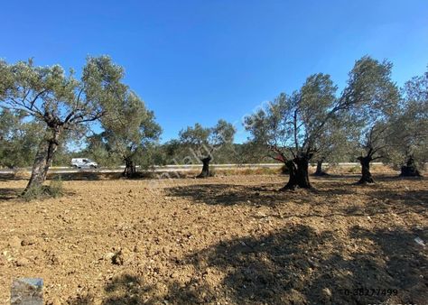 Balıkesir Gömec Keremköy De Satılık 40,000 Metre Kare Zeytinlik.
