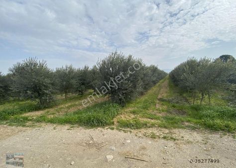 Balıkesir Edremit Te Satılık 408 Donum Zeytinlik