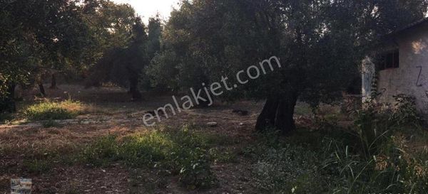 Balıkesir Ayvalık Kücükköy De Satılık 40 Dönüm Zeytinlik