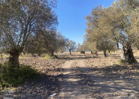 Balıkesir Ayvalık Sakarya Da Satılık 18 Donum Zeytinlik.yola Cepheli.