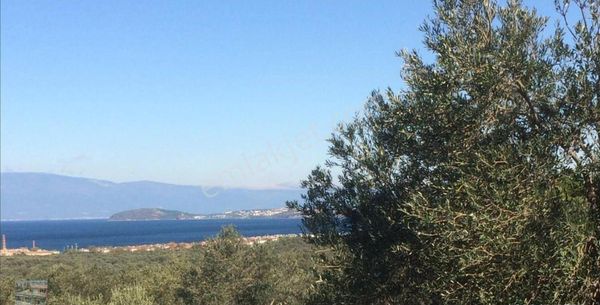 Balıkesir Ayvalık Ta Satılık 156 Donum Zeytinlik