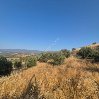 Kuyucak Yamalakta Satılık Zeytinlik