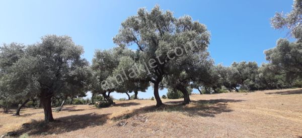Merkeze Yakın Verimli Satılık Zeytin Bahçesi