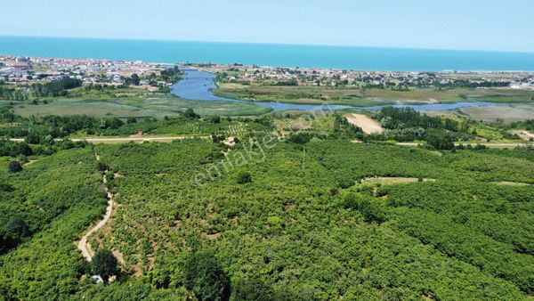Tarım Ve Yatırım İçin İdeal: Karasuda 14 Dönüm Fındıklık!